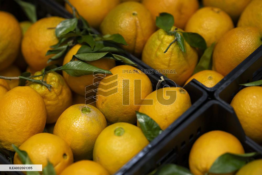 Rungis International Market - Southern Paris