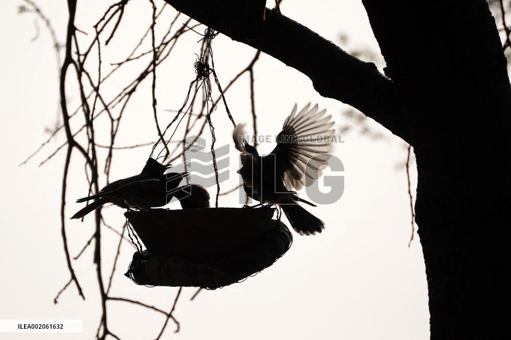 Birds During Dense fog on a wintery morning - India