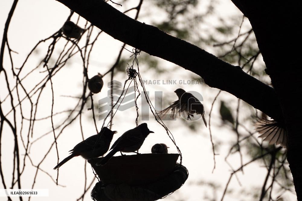 Birds During Dense fog on a wintery morning - India