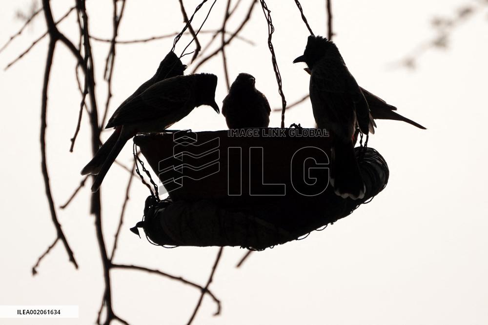 Birds During Dense fog on a wintery morning - India