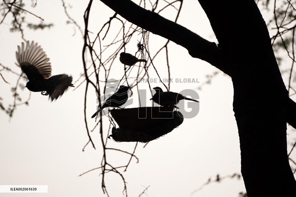Birds During Dense fog on a wintery morning - India