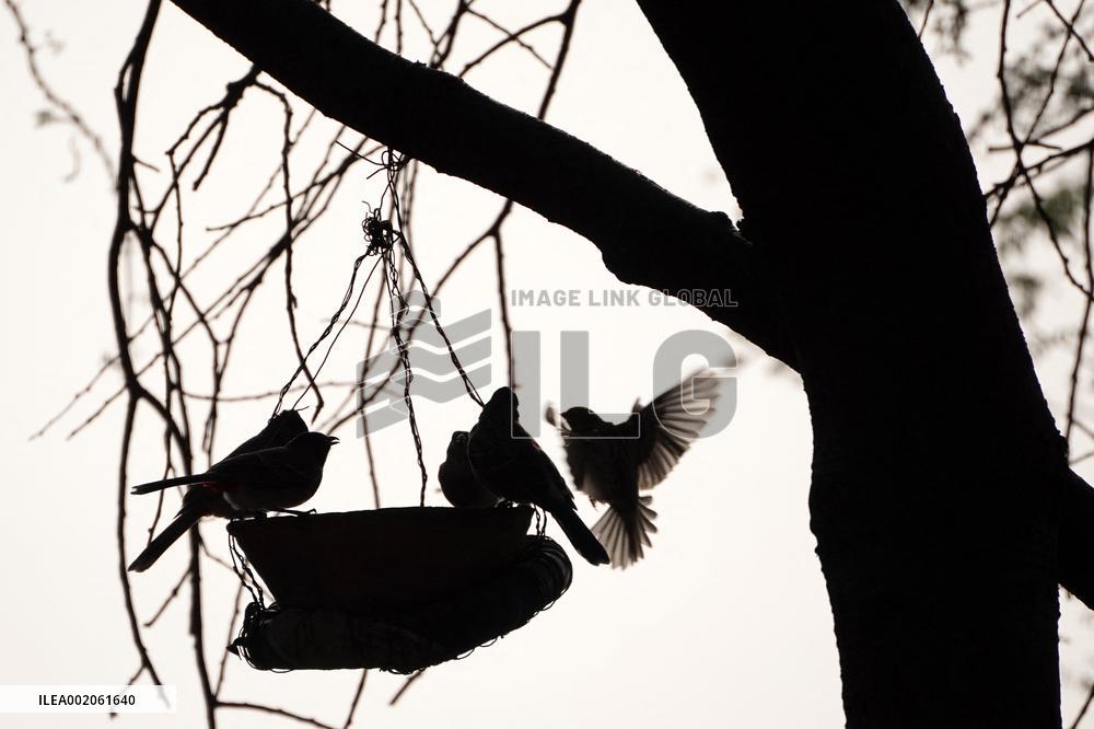 Birds During Dense fog on a wintery morning - India