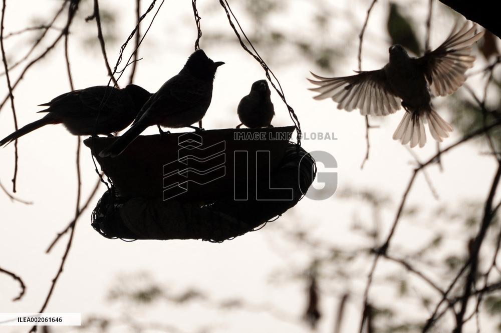 Birds During Dense fog on a wintery morning - India