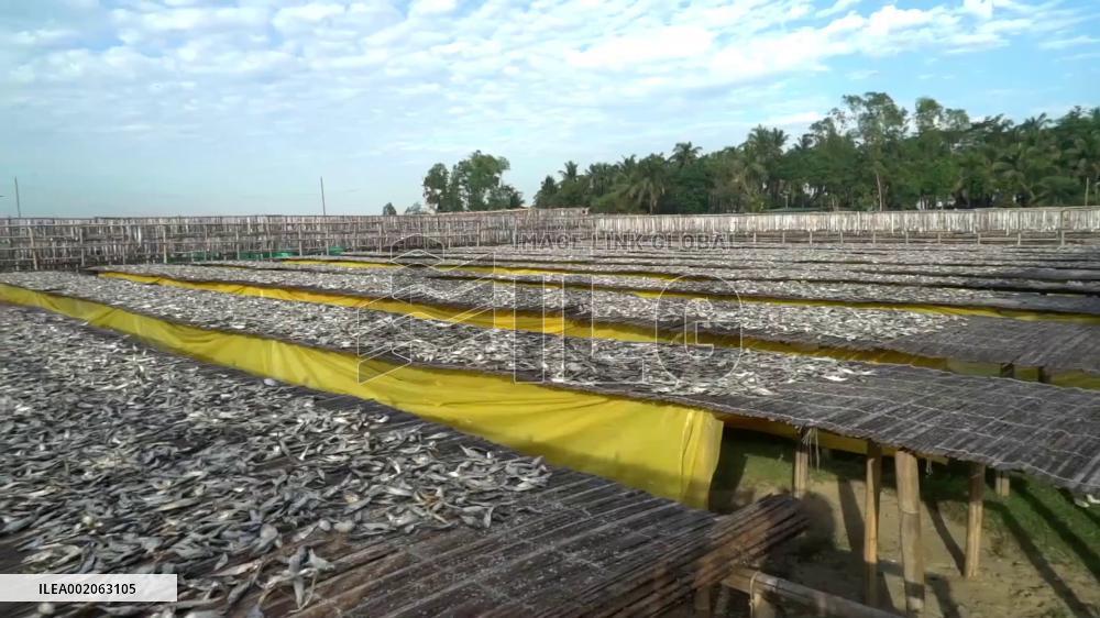 Bangladesh's sea fish trade hub enters fish drying peak season