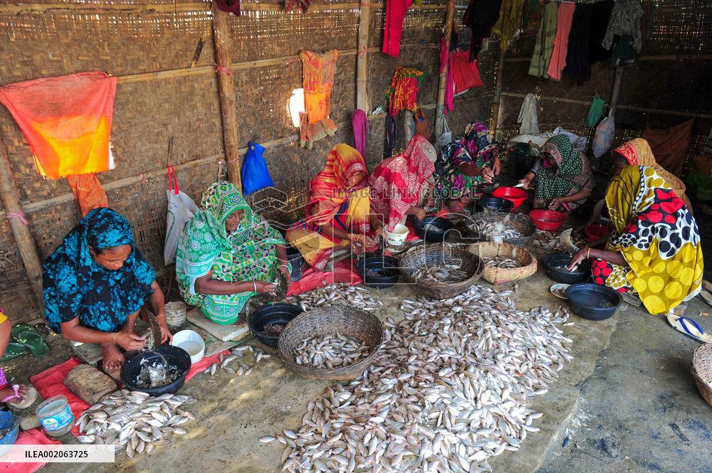 Organic Dried Fish Production - Bangladesh