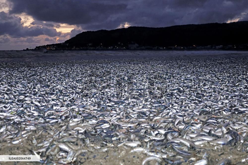 Sardines, mackerel washed up on northern Japan beach