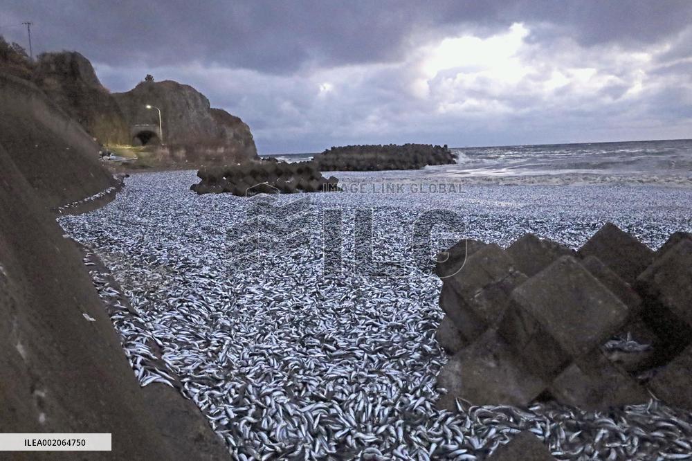 Sardines, mackerel washed up on northern Japan beach