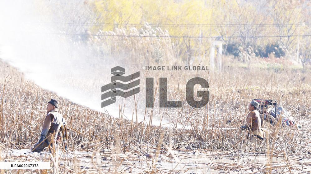 Farmers Pick Lotus Roots in Suqian