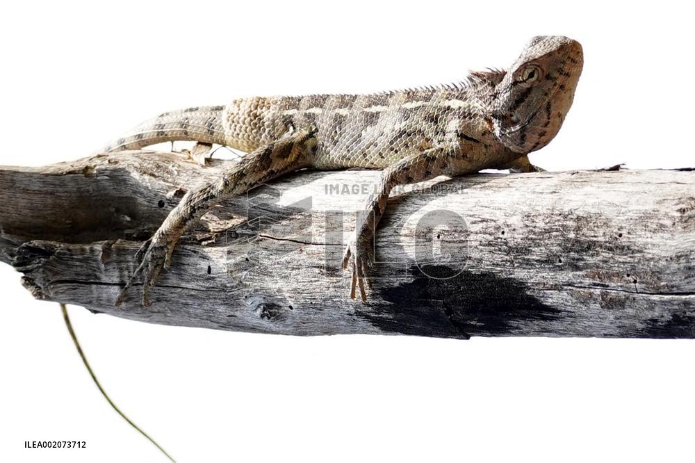 Oriental Garden Lizard - India