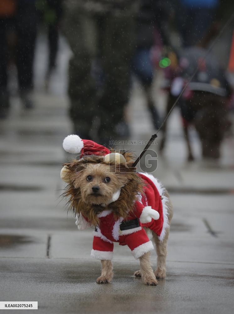 CANADA-RICHMOND-CHRISTMAS DOG PARADE