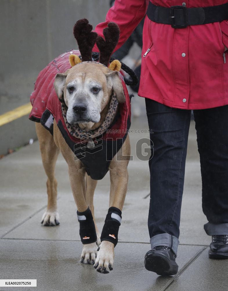 CANADA-RICHMOND-CHRISTMAS DOG PARADE
