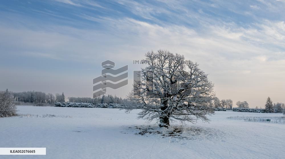 The oak of Viiralt