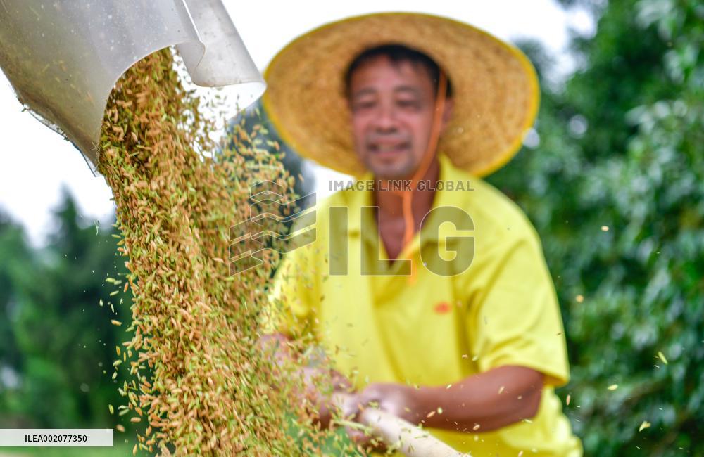 CHINA-GRAIN OUTPUT-RECORD HIGH (CN)