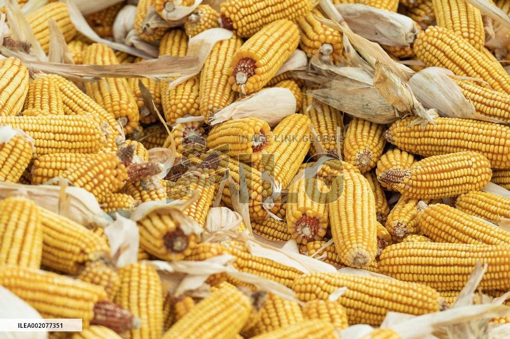 CHINA-GRAIN OUTPUT-RECORD HIGH (CN)