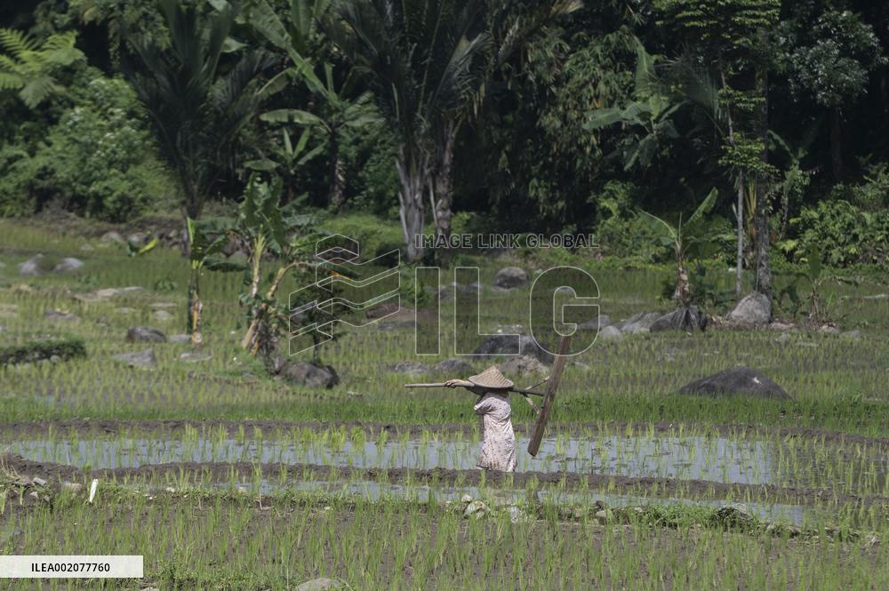 INDONESIA-BOGOR-PADDY FIELD