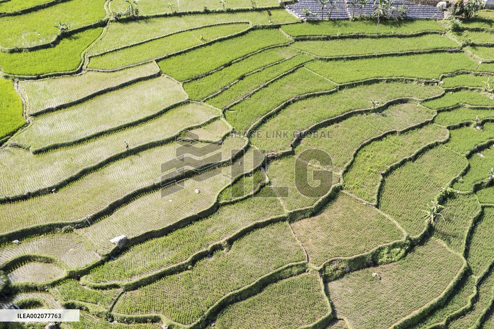 INDONESIA-BOGOR-PADDY FIELD