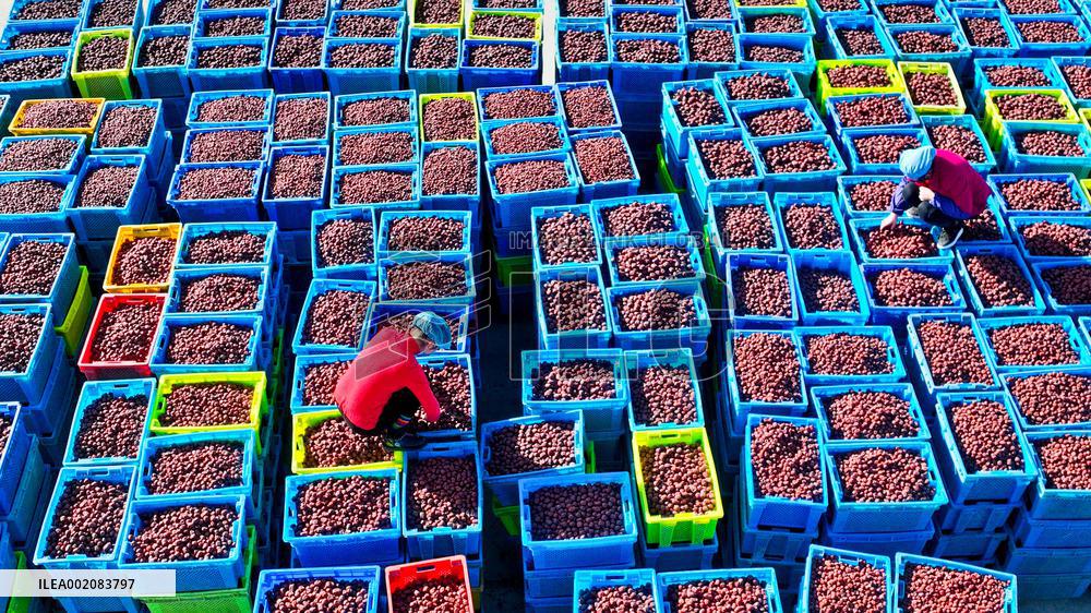 Agricultural Product Processing in Zhangye