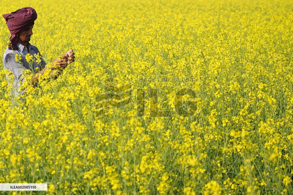 Farmer Works On A Mustard Field - India