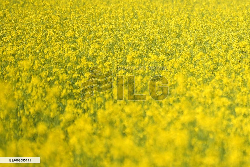 Farmer Works On A Mustard Field - India
