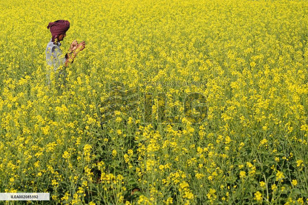 Farmer Works On A Mustard Field - India