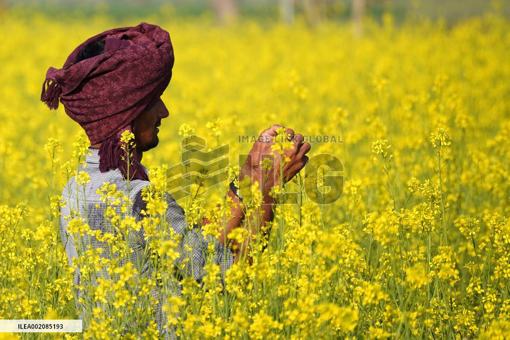 Farmer Works On A Mustard Field - India