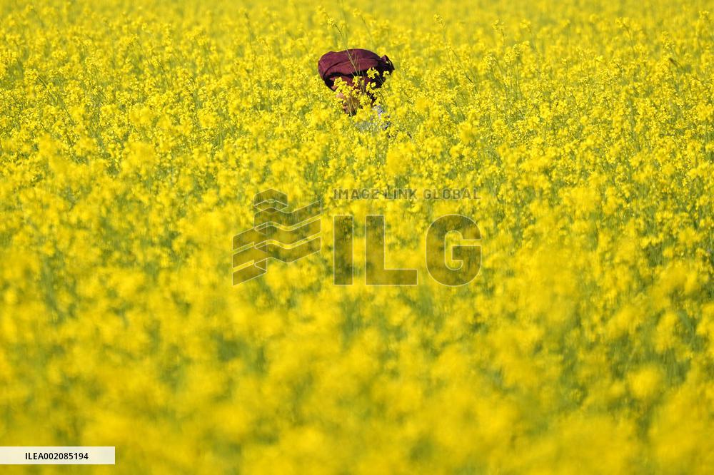 Farmer Works On A Mustard Field - India