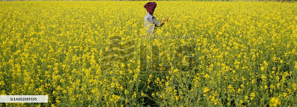 Farmer Works On A Mustard Field - India
