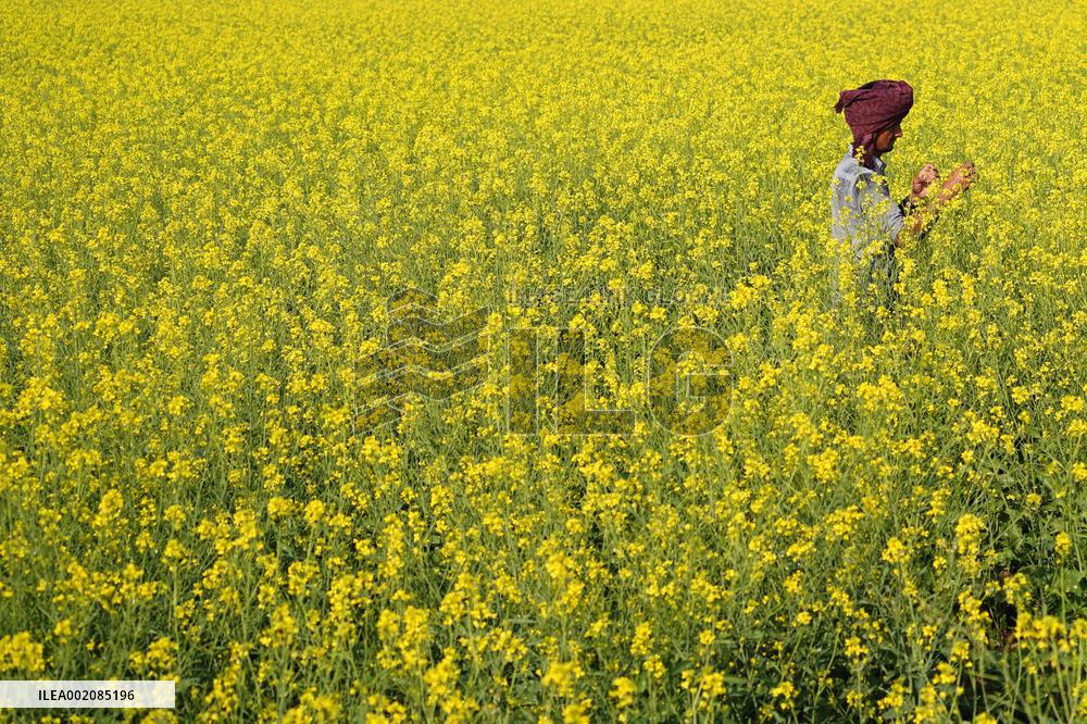 Farmer Works On A Mustard Field - India