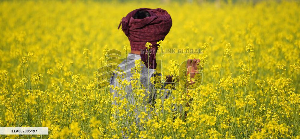 Farmer Works On A Mustard Field - India