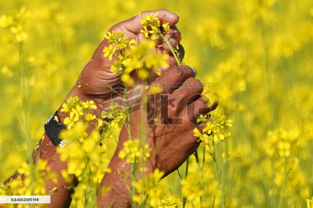 Farmer Works On A Mustard Field - India