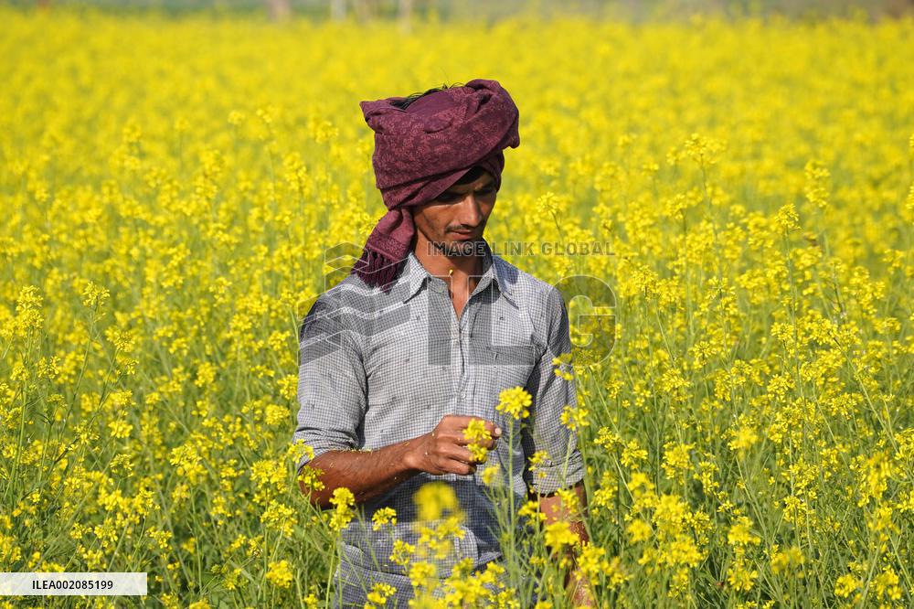 Farmer Works On A Mustard Field - India
