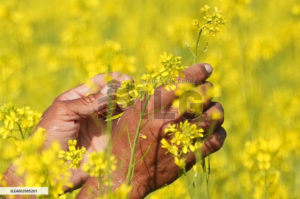 Farmer Works On A Mustard Field - India