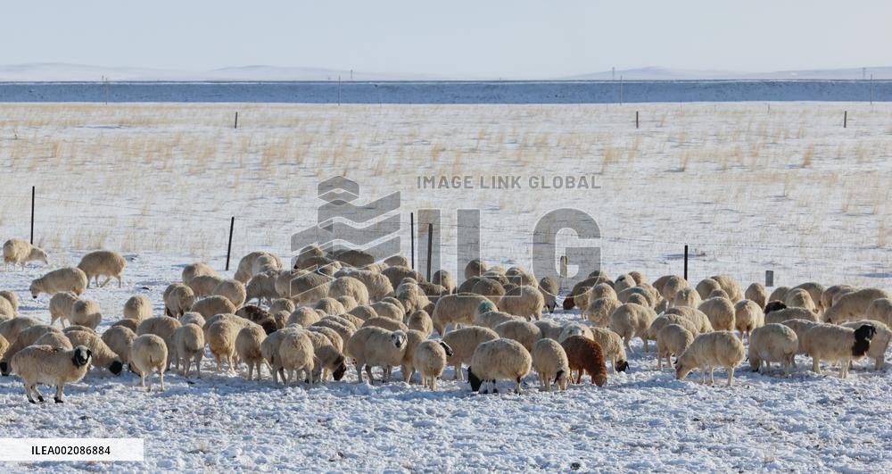 CHINA-INNER MONGOLIA-XILINGOL GRASSLAND-WINTER (CN)