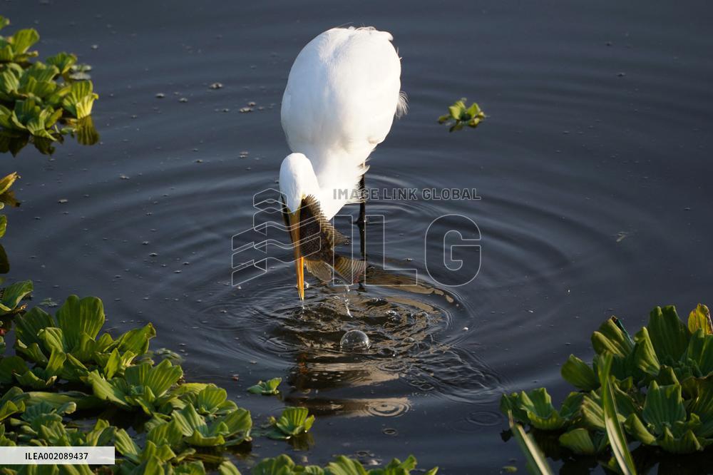 Egret Catches A Fish - India