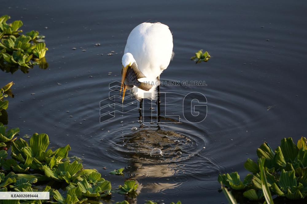 Egret Catches A Fish - India