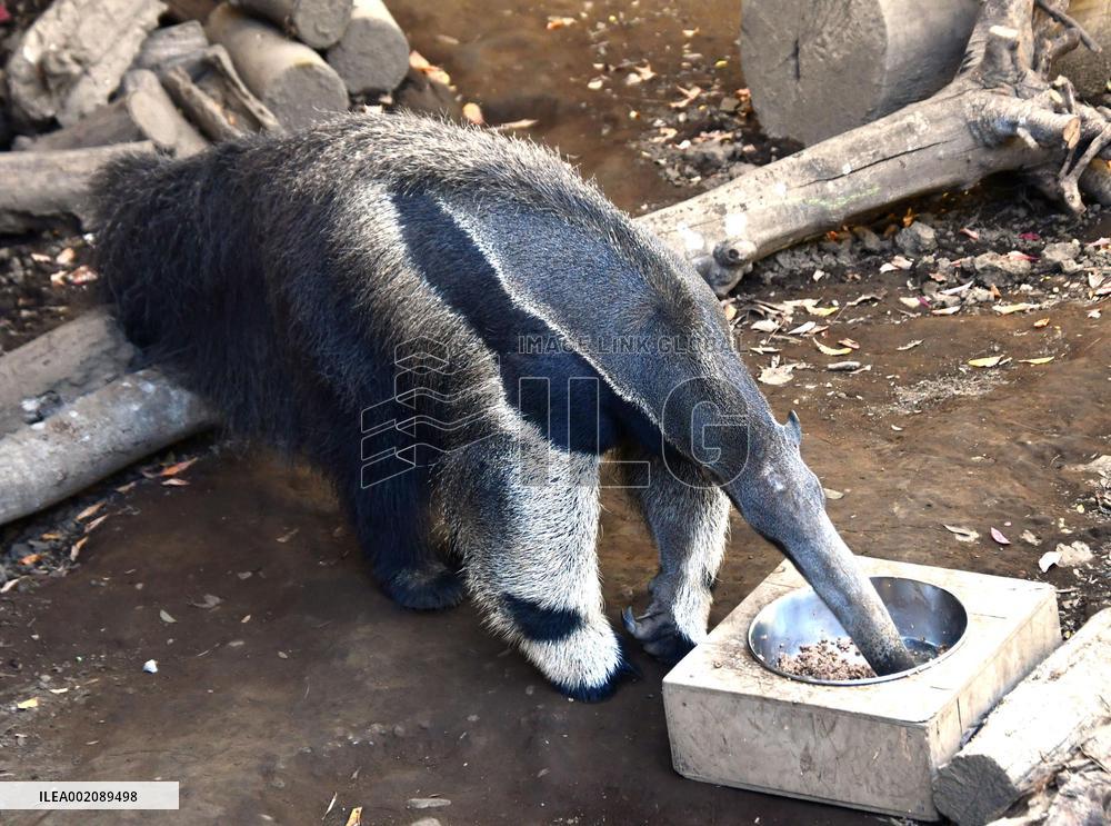 Giant anteater