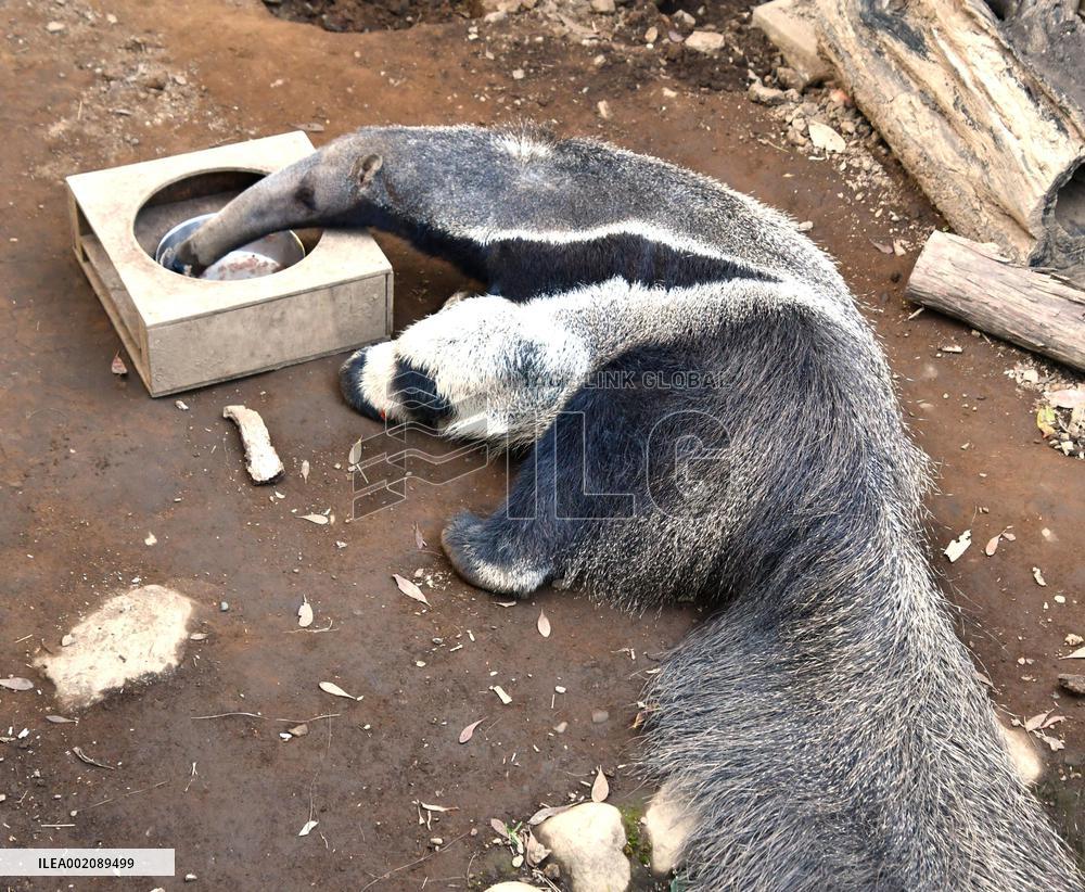 Giant anteater