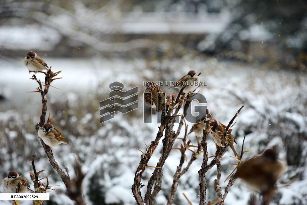Sparrows After Snow