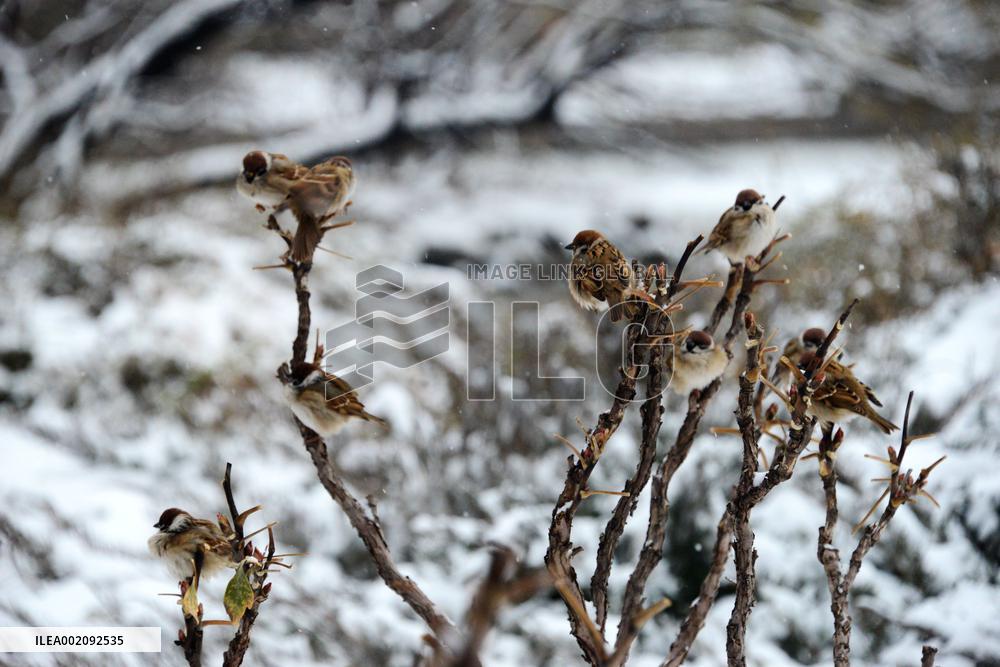 Sparrows After Snow