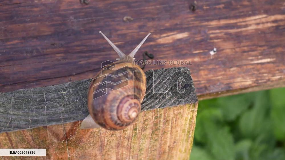 A visit to escargot farm in France