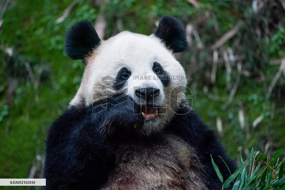 Chongqing Zoo Pandan