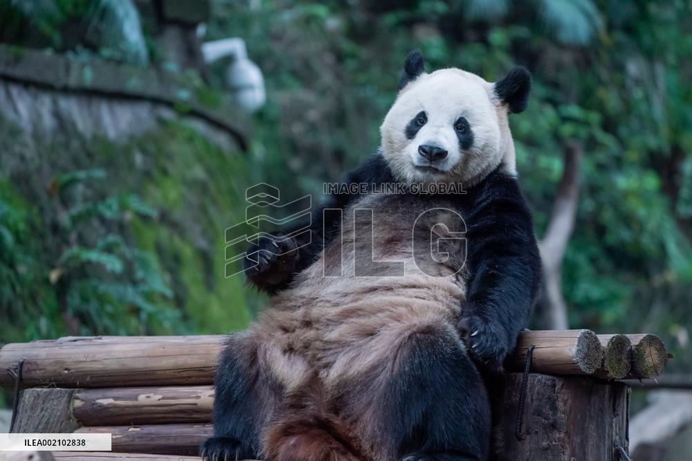 Chongqing Zoo Pandan