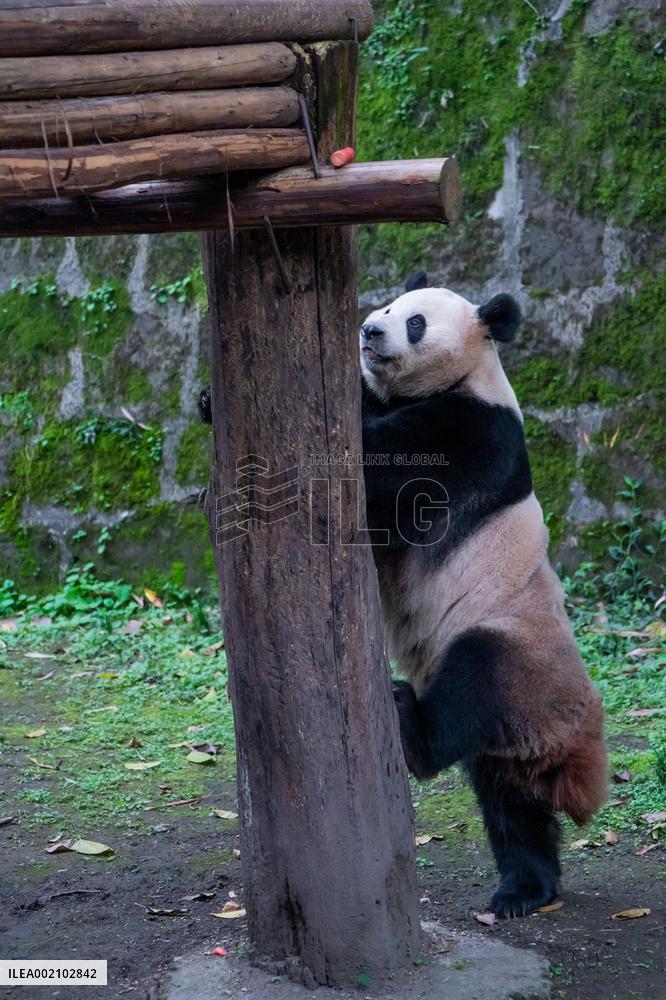 Chongqing Zoo Pandan
