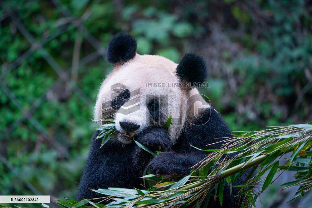 Chongqing Zoo Pandan