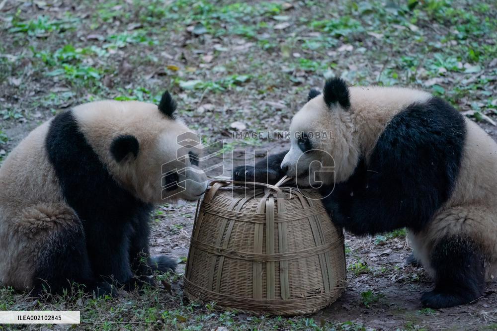 Chongqing Zoo Pandan