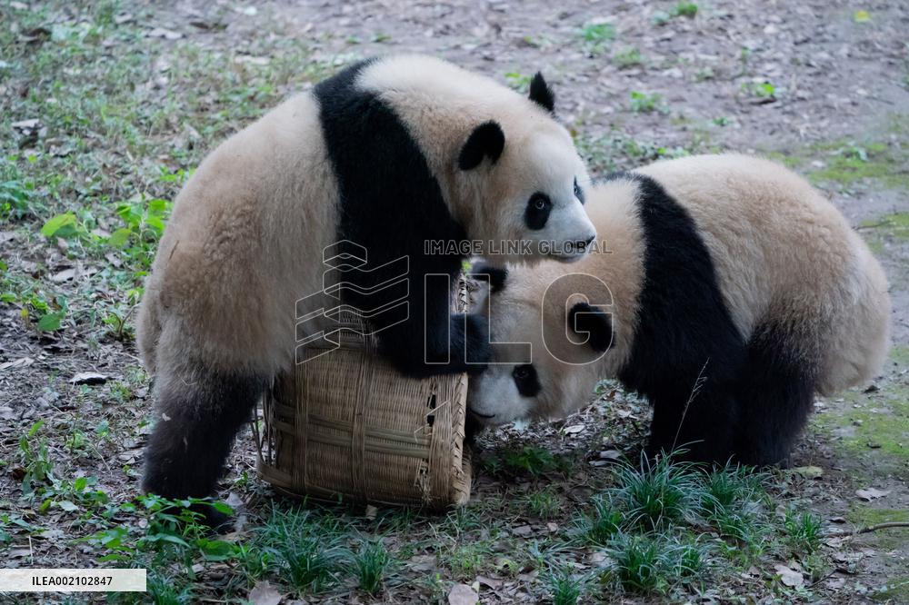 Chongqing Zoo Pandan