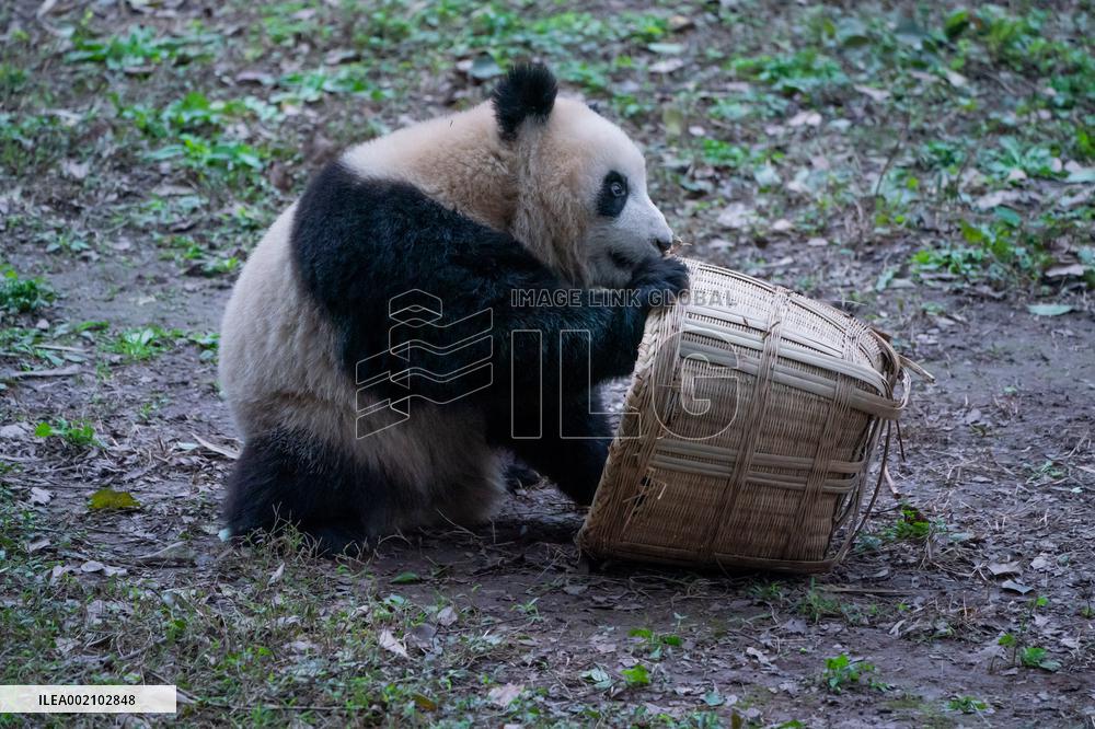 Chongqing Zoo Pandan