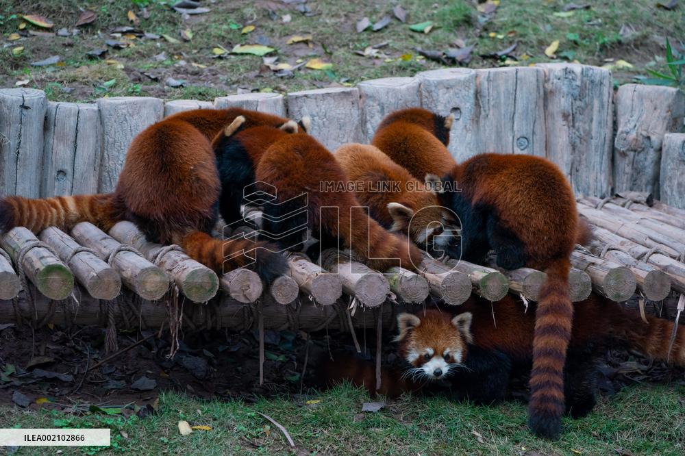 Chongqing Zoo Red Pandas