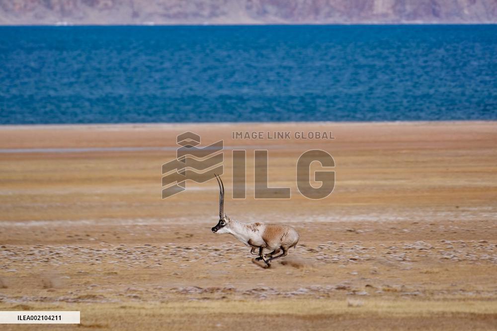 (InTibet) CHINA-XIZANG-QIANGTANG NATURE RESERVE-TIBETAN ANTELOPES-MATING SEASON (CN)