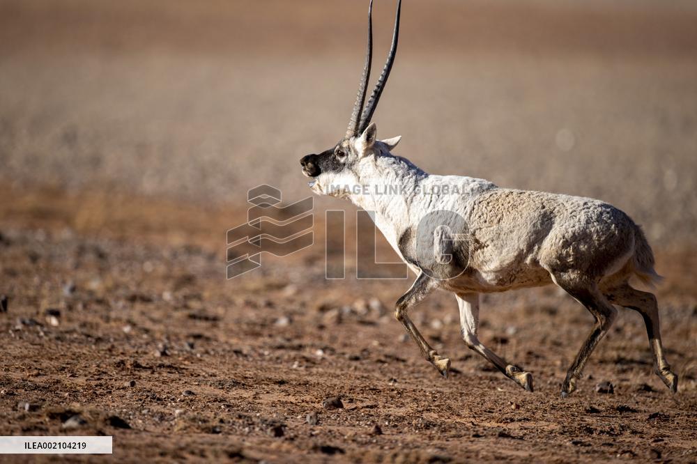 (InTibet) CHINA-XIZANG-QIANGTANG NATURE RESERVE-TIBETAN ANTELOPES-MATING SEASON (CN)